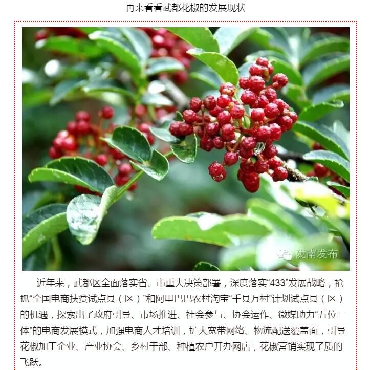 5.28億！一場盛會，武都花椒“火”了